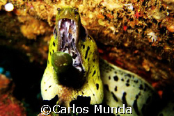 Eel up close. Photo taken at mainit point, batangas, phil... by Carlos Munda 
